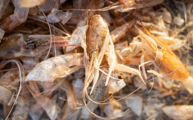 close up of a dried shrimp