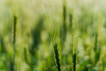 Various views of a farmland in Punjab