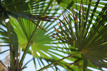 Obraz na płótnie Canvas tropical green palm leaves in bright sunshine. 
