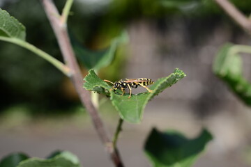Wespe auf Blatt
 