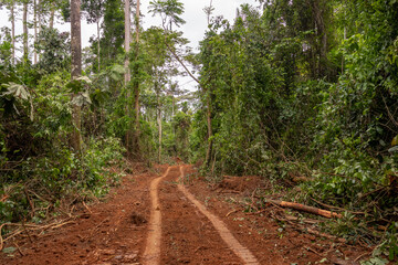 Dirt road inside a dense area of brazilian Amazon rainforest