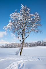 snow covered tree in wintry landscape. blue sky
