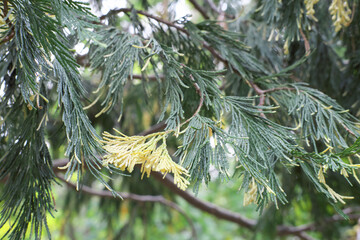Branch of thuja or cypress close up. selective focus. tree in a park. 