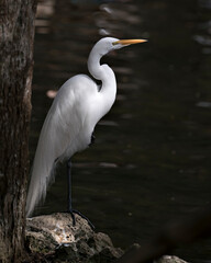 Great White Egret Photo.Great White Egret close-up profile view standing on a rock with moss with a black background contrast by the water in its environment and habitat. Picture. Image. Portrait.