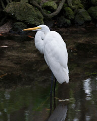 Great White Egret Stock Photo. Great White Egret in the water displaying white wedding plumage feathers with a moss rock background  in its environment and habitat.Image. Picture. Portrait.
