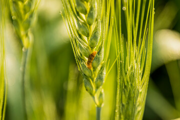 Various views of a farmland in Punjab