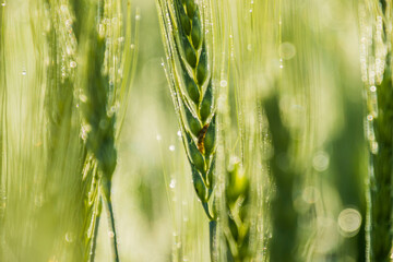 Various views of a farmland in Punjab