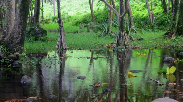 Pond and vacoas trees in Anse des Cascades on R&eacute;union Island