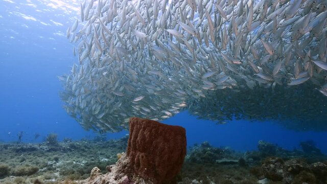 Blue Runner in bait ball / school of fish in shallow water of coral reef and big Sponge in Caribbean Sea / Curacao