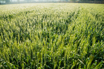 Various views of a farmland in Punjab