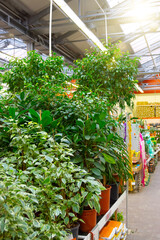 Various types of ficuses - benjamin, elastica, lyrata, or in a greenhouse shop selling indoor plants. Large measure for interior.
