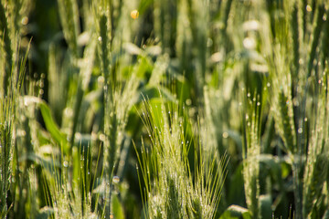 Various views of a farmland in Punjab