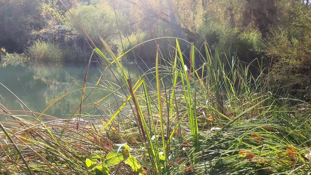 Ca&ntilde;izal junto al rio
