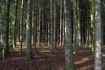 Obraz premium Im Wald!