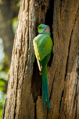 Rose ringed parakeet on a branch