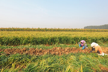 farmers are harvesting ginger in their fields, LUANNAN COUNTY, Hebei Province, China