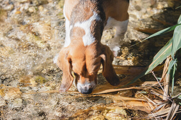Beagle en el río
