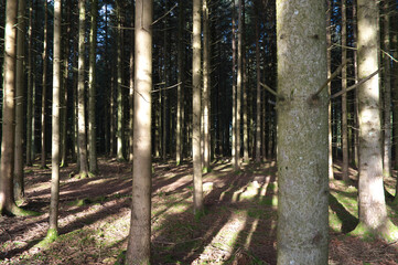 Im Wald!
