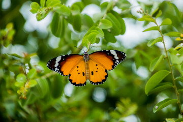A tiger butterfly sitting on a plant