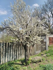 trees in the park