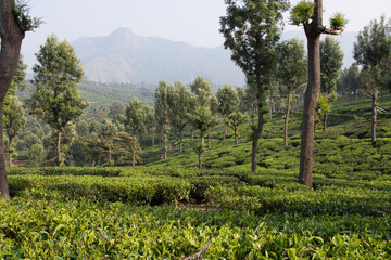 Piantagione di t&egrave;