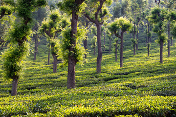 Piantagioni di T&egrave;
