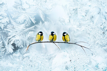 view through the window covered frosty frost patterns in the garden on a tree with birds Tits on a winter day