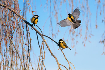 view of Christmas garden on a tree covered with frost with birds Tits on a winter day