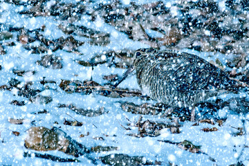 Winter season and animals. Falling snow. Blue nature background. Eurasian Woodcock.
