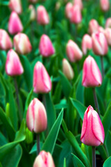 pink tulips in the garden