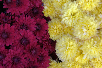 Flower, red and yellow mums fall color