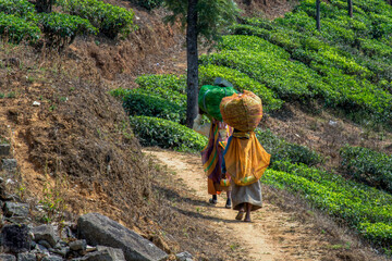 Piantagioni di T&egrave;
