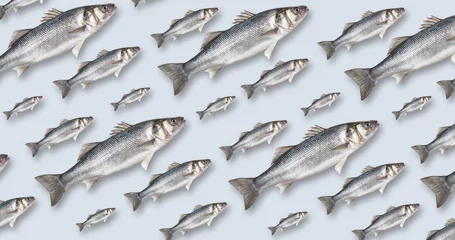 Colorful pattern of fish on pastel blue background. Creative minimal concept. Flat lay. Vector illustration. © Stefan