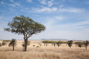 Fototapeta na wymiar Serengeti National Park landscape, Tanzania, Africa