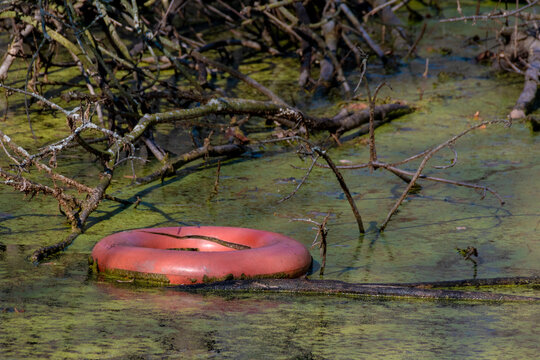 An orange life preserver ring floats in the murky, algae-infested water among some fallen tree branches in an old swimming pool at an abandoned nudist compound in Pelham, Ontario.