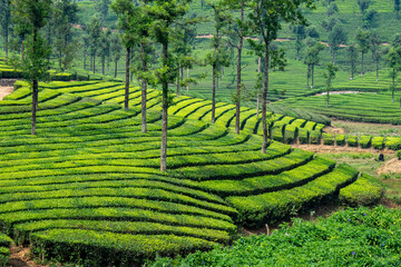Piantagioni di T&egrave;
