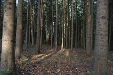 Fototapeta premium Im Wald!
