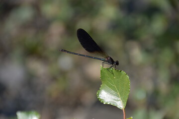 dragonfly on a leaf