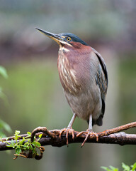Green Heron Stock photo.  Green Heron perched on a branch with a blur background in its environment and habitat. Image. Picture. Portrait.