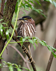 Green Heron Stock photo. Green Heron perched on a branch displaying feather plumage with a blur background in its environment and habitat. Image. Picture. Portrait.