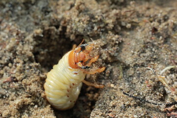 close up of a caterpillar macro
