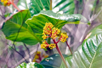 A wild flower of the Brazilian savannah. Species Palicourea rigida also known  Bate-caixa from the Rubiaceae family. Cerrado flower. Amazing nature. Natural colors.