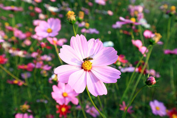 Fototapeta premium Gesang flowers in the park, China