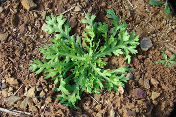 Corndaisy (Chrysanthemum segetum)