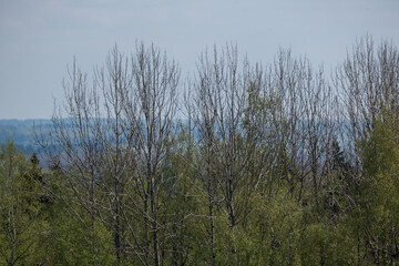 endless forests and fields in hot summer