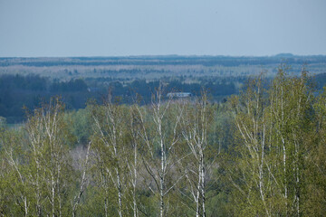 endless forests and fields in hot summer