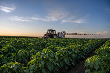 Tractor spraying pesticides on vegetable field with sprayer