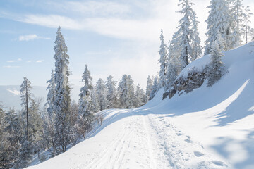 Fototapeta premium Sapins enneigés dans la forêt à Autrans