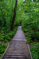 Obraz premium wooden boardwalk trail in green forest