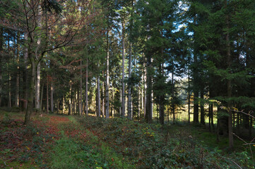 Obraz premium Herbst!